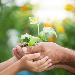 stock-photo-senior-man-and-baby-holding-young-maple-tree-in-hands-against-spring-green-background-130202888